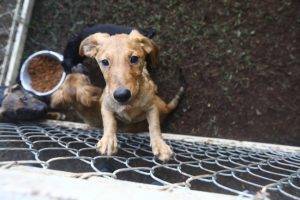 Feira de adoção, vacinação e microchipagem de pets em São José