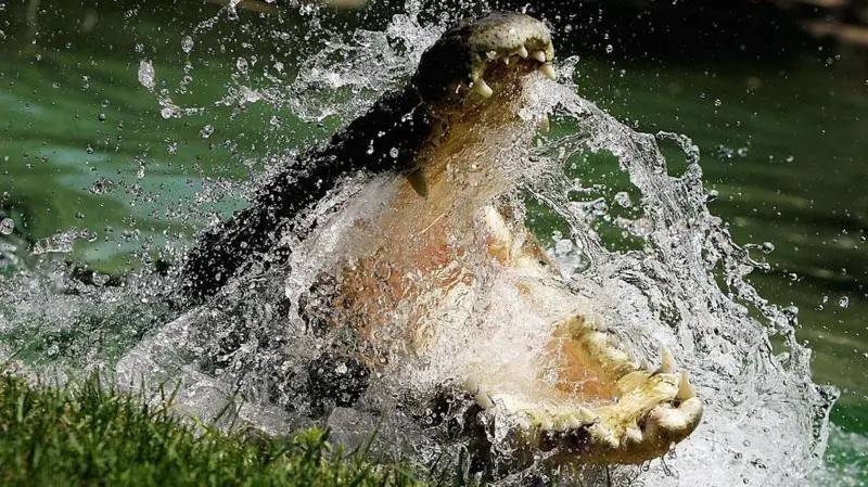 Crocodilos de água salgada: Um desafio no Território do Norte da Austrália