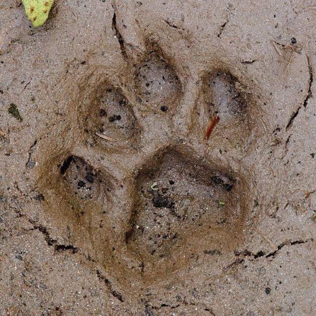 Felino de grande porte gera alerta em São José dos Campos