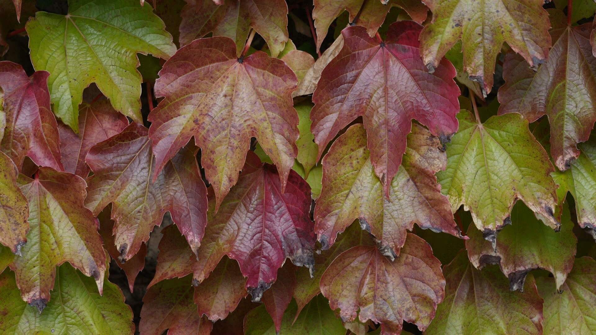 Outono começa nesta quinta-feira (20) com mudanças no clima e temperaturas mais baixas no Vale do Paraíba