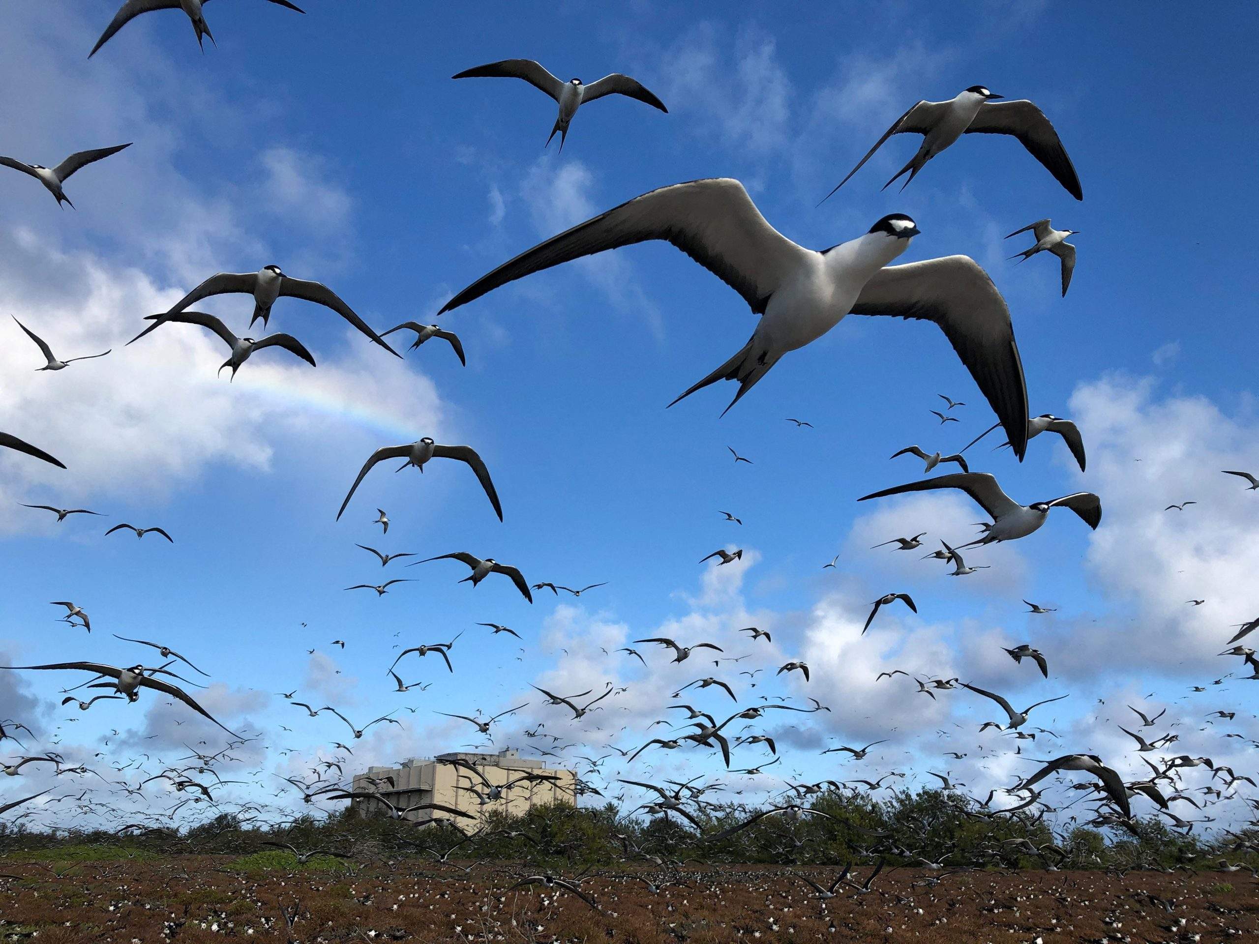 Projeto militar dos EUA ameaça refúgio de aves no Atol Johnston