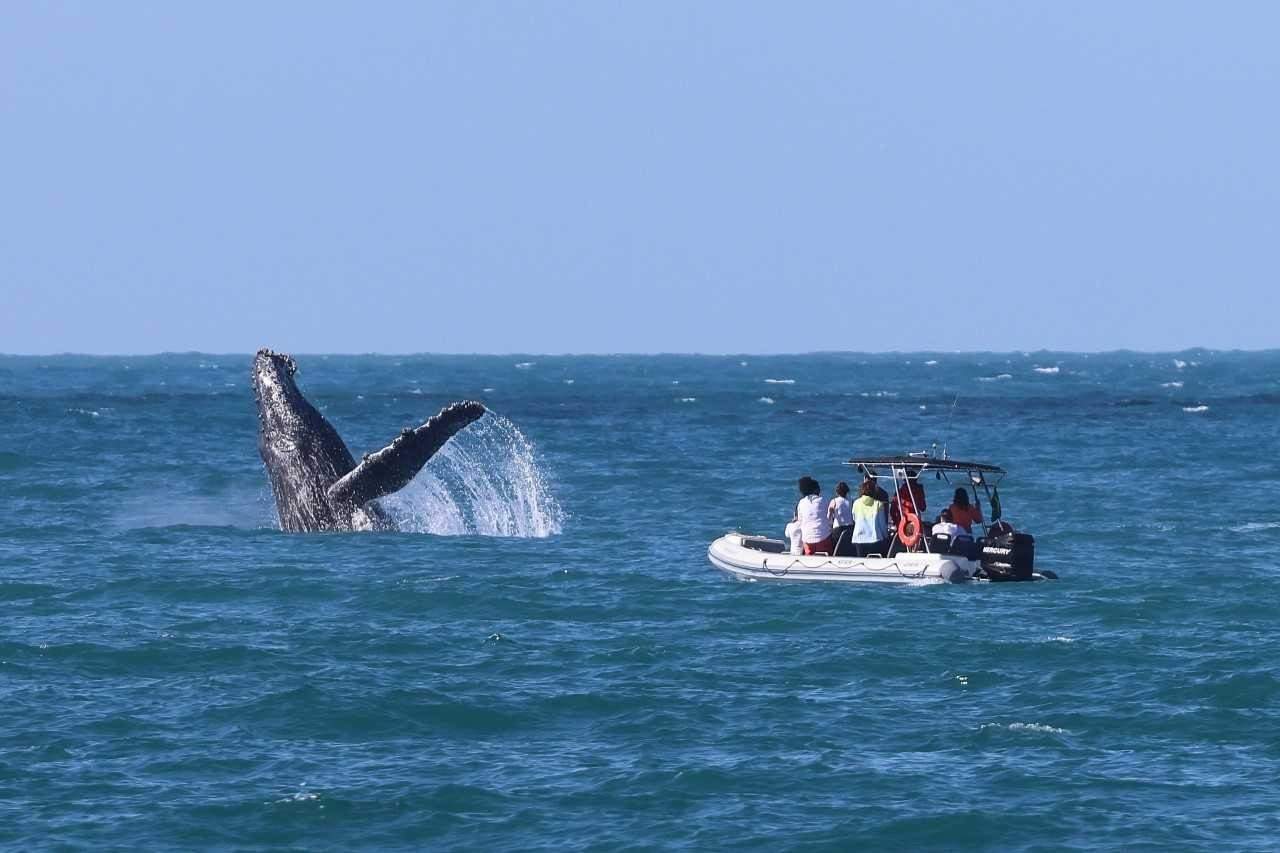 Baleias-jubarte são vistas em Ilhabela em 2025.