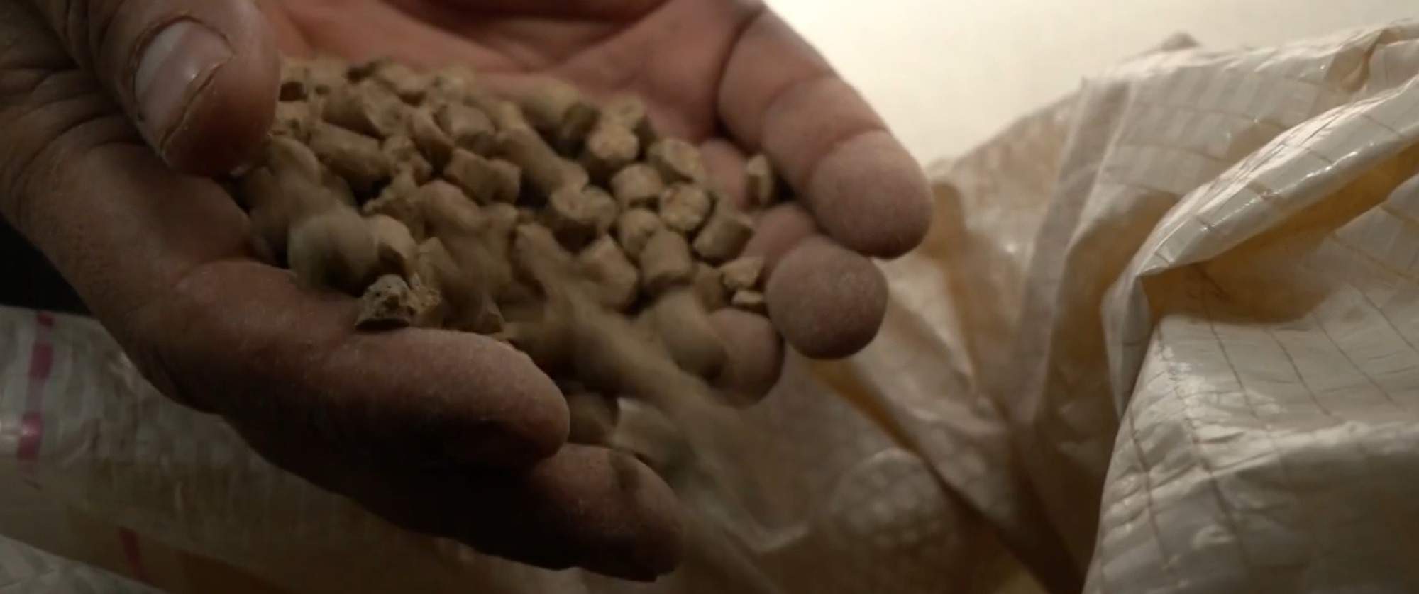 Em caso inédito, ração tóxica causa a morte de ao menos 245 cavalos, diz Ministério da Agricultura