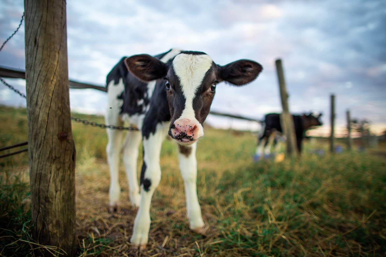 Sem destino certo para bezerros machos, criadores de gado leiteiro investem em carne; veja as diferenças na criação