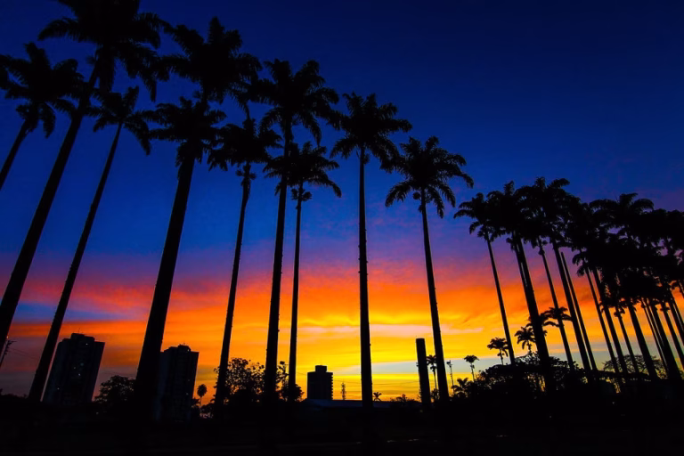 São José dos Campos é reconhecida pela ONU como referência em arborização urbana